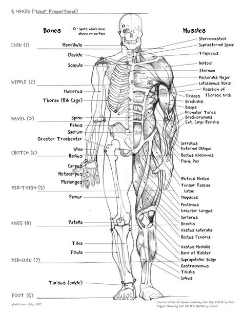 Human Body Anatomy Muscles