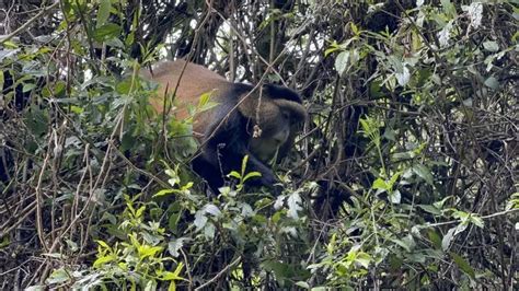 1 Day Golden Monkey Trekking Trip Mgahinga Gorilla NP Safari 2