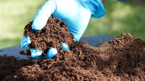 How To Effectively Use Peat Moss In Gardening Megacorp Agro