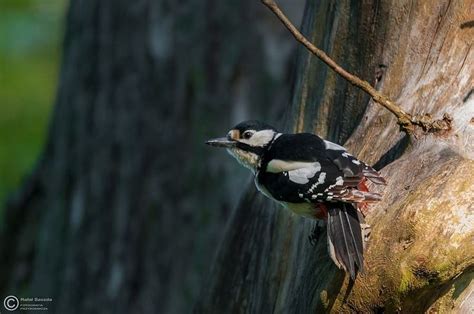 Dzięcioł Duży Great Spotted Woodpecker Dendrocopos Major Spotted