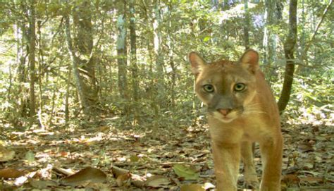 Parque Nacional Del Manu Se Consolida Como El Lugar Con Mayor