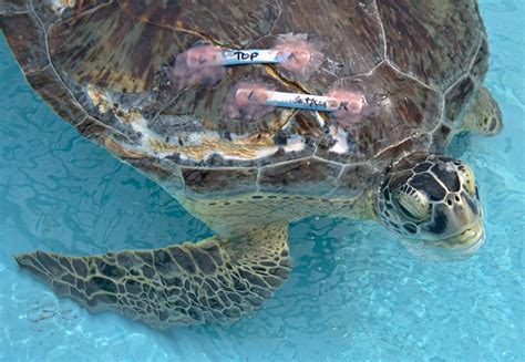 Florida Keys Dentist Mends Sea Turtle's Broken Shell - CBS Miami