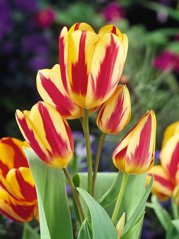 Tulipan Bukietowy Tulipa Colour Spectacle Szt Sklep Cebule Pl