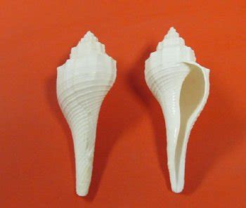 Wholesale White Strombus Vittatus Conch Shells 7 50 A Kilo