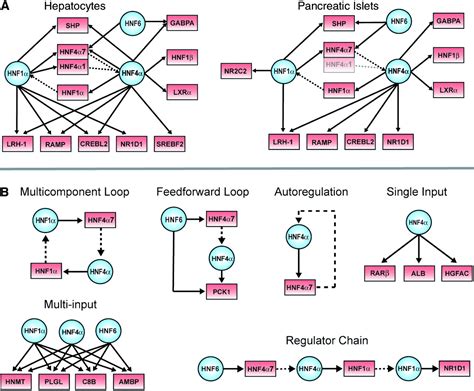 Control Of Pancreas And Liver Gene Expression By Hnf Transcription