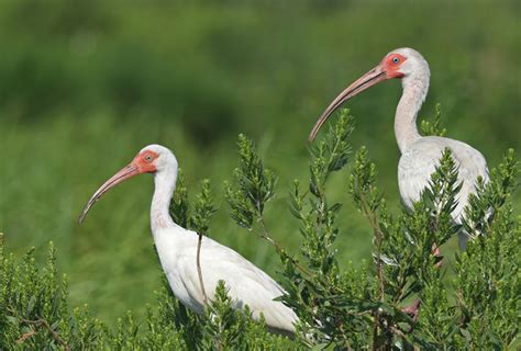 White Ibis