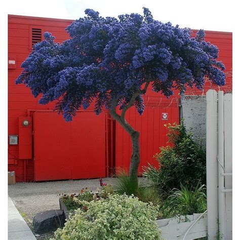 Evergreen California Lilac Tree - Patio Standard Ceanothus CONCHA Tree