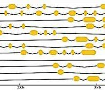 Comparison Of Gene Structures Of SHP1 SHP2 And FUL Orthologs Exons