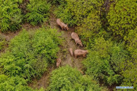 China S Migrating Elephant Herd Heads Southwest