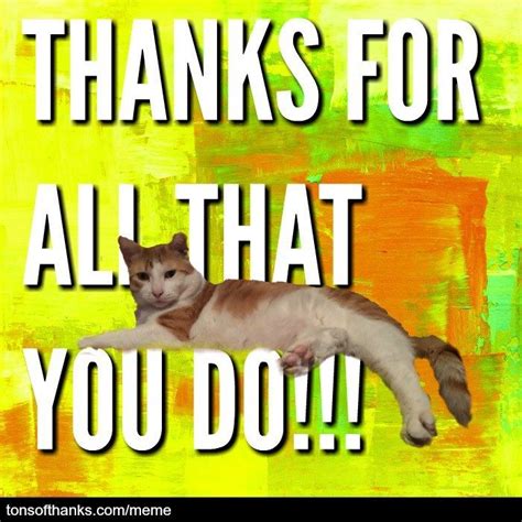56 Nice Thank You Memes With Cats Artofit
