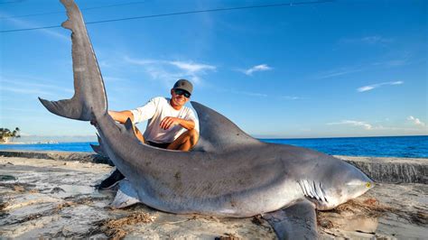 Massive Bull Shark Catch Clean Cook