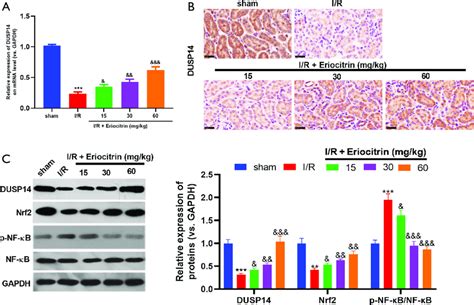 Eriocitrin modulated the Nrf2 and NF κB pathway by upregulating DUSP14