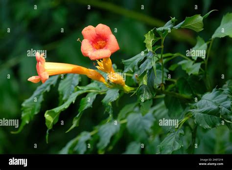 Trumpet Vine Trumpet Creeper Campsis Radicans Orange Flowers In Mid