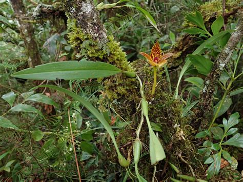 Bulbophyllum Membranifolium Orchidaceae Image At Phytoimages