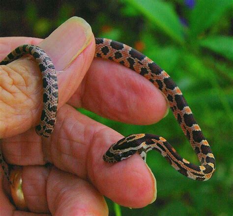 Albums Images Pictures Of Baby Corn Snakes Superb