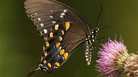 Black Yellow Dots Designed Butterfly On Flower In Blur Green Background