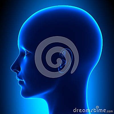 side female head anatomy stock photo cartoondealercom