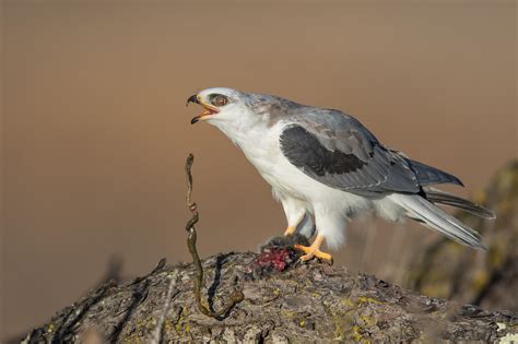 The White Tailed Kite