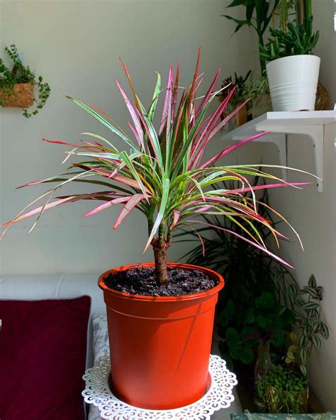 The Dracaena Marginata Tricolor A Plant For All Seasons