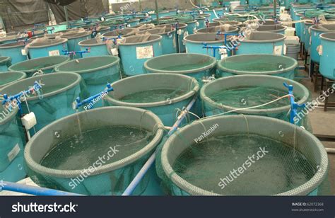 Agriculture Aquaculture Water System Farm Stock Photo 62072368