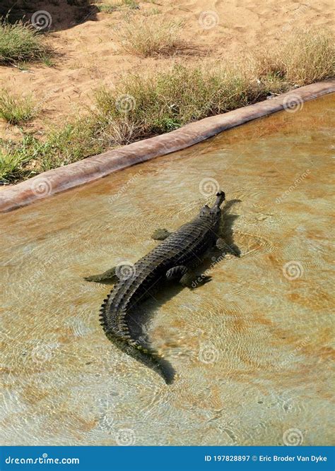 Gharial Rests in the Water at the Zoo Stock Image - Image of nature, head: 197828897