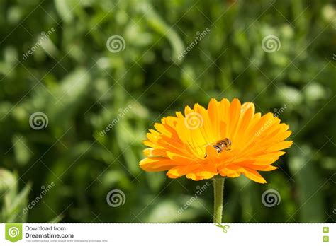 Abeja En La Flor Que Sorprende Abeja Polinizada De Amarillo Foto De