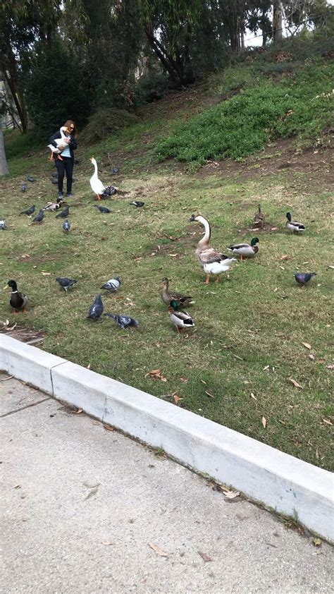 Stealing a goose from a park... : r/WTF