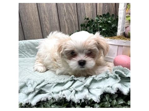 Malshi Puppy White Cream Id847 Located At Petland Lake St Louis