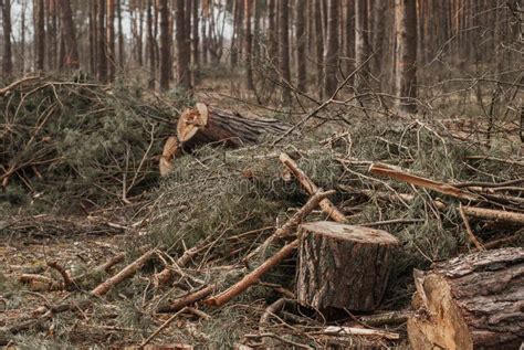 Ramas Y Troncos Dejados De Los Rboles La Deforestaci N Es Un Problema