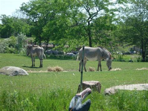 Zebras Picture Of Toronto Zoo Toronto Tripadvisor