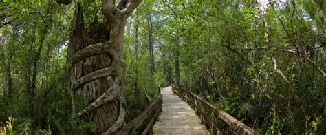 Fakahatchee Strand Preserve State Park Florida State Parks