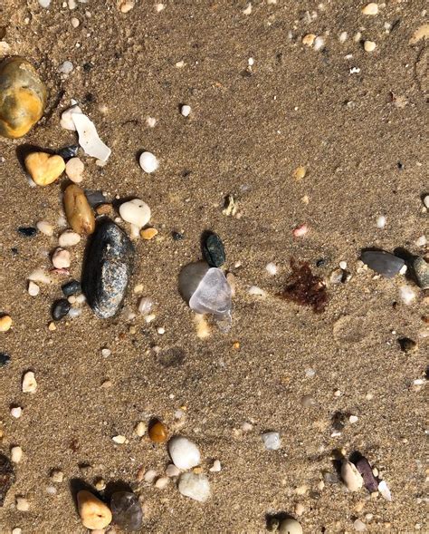 One Of My Favorite Things Is Just The Way Seaglass Looks Exactly As It’s Washed Up All Li Ny