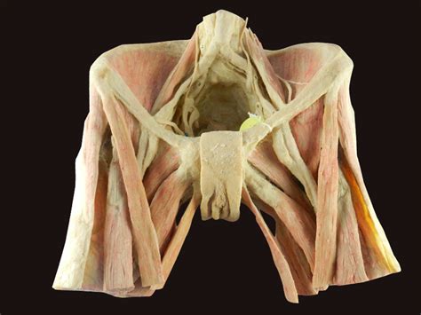 Female And Male Pelvic Muscle Anatomy