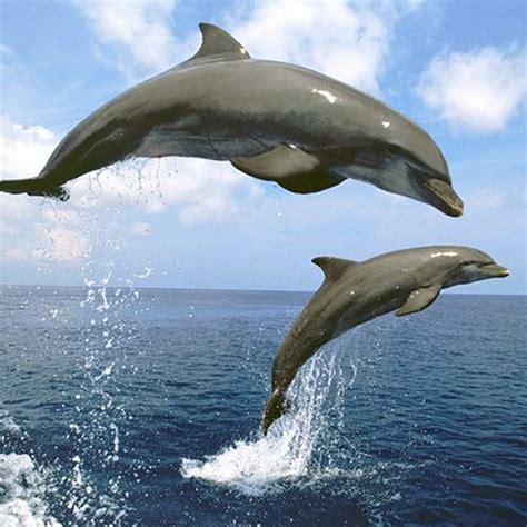 Pin by Judy Aho on Seaside | Ocean animals, Bottlenose dolphin facts ...