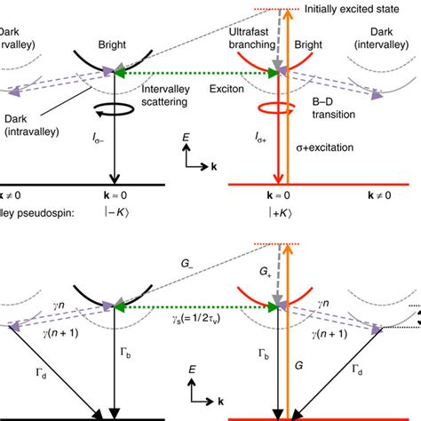 Excitation And Relaxation Processes Of Valley Polarized Excitons A Download Scientific Diagram