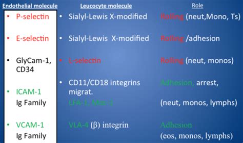 Cell Adhesion Flashcards Quizlet