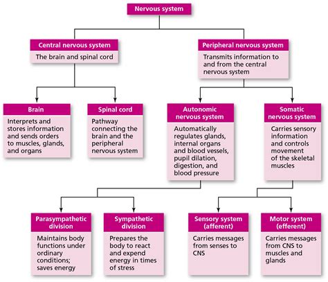 Nervous System Flow Chart di 2024