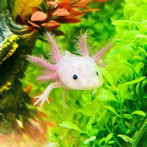 Unique Axolotl Names You Will Surely Like The Pet Savvy