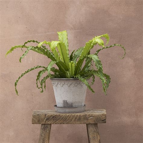 Buy Japanese Bird S Nest Fern Asplenium Antiquum Osaka