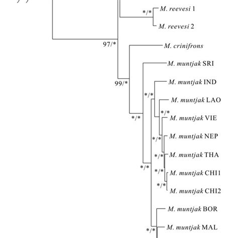 Maximum Likelihood Ml And Bayesian Inference Bi Phylogenetic Trees Download Scientific