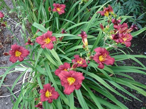 Hemerocallis Pardon Me Pflanzen Kaufen Online