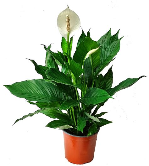 Spathiphyllum Wallisii Einblatt Kaufen Herausragende Qualität Harro