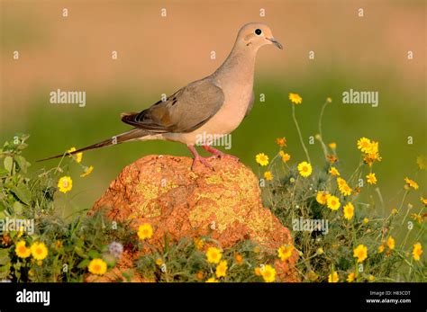 mourning dove zenaida macroura texas stock photo alamy