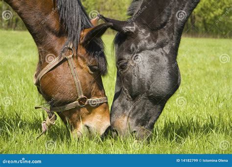 Paare Der Pferde Stockbild Bild Von Feld Exemplar Land