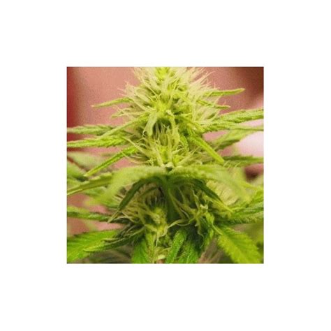 Nirvana Seeds Blueberry Kush Auto Cannabisos Seeds Σπόρια Κάνναβης