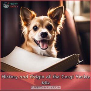 Corgi Yorkie Mix: All You Need to Know - 2023