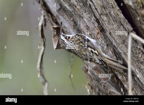 Treecreeper Nest High Resolution Stock Photography And Images Alamy