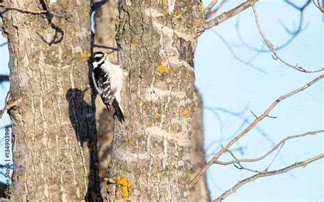 Downy Woodpecker Stock Photo | Adobe Stock