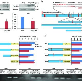 Mir Inhibits The Growth Of Lscc Cells In Vivo A The Subcutaneous