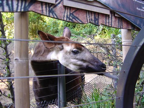 okapi tongue